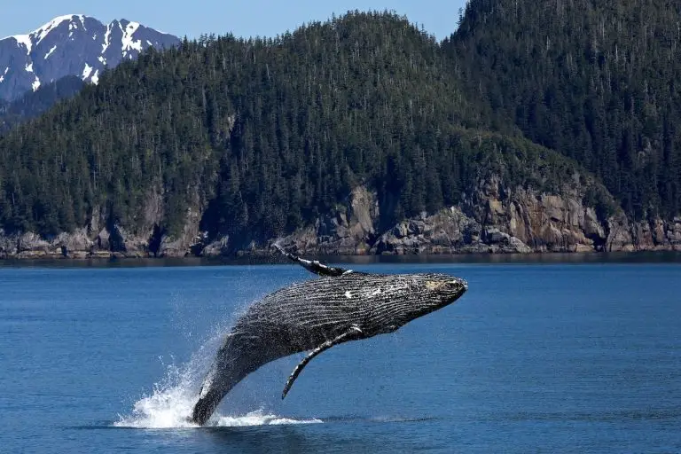 A humpback whale leaps out of the ocean, breaching with its body arched in mid-air. The water splashes beneath the whale, and the background features rugged, forested mountains with patches of snow under a clear sky—the perfect scene for the 2023 Pacific Life Review.